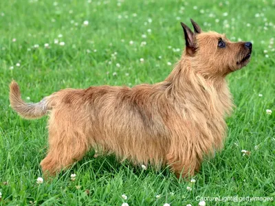 Australian Terrier