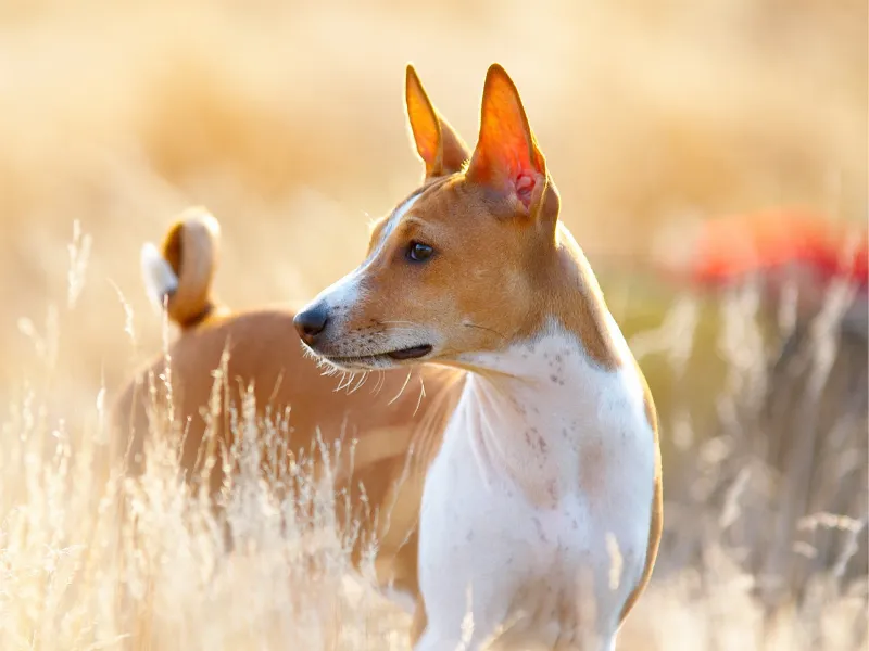 Side face profile of a Basenji