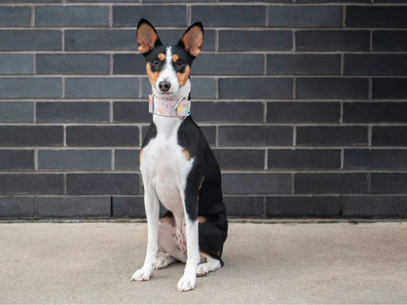 Tri-colour Basenji