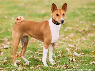 Basenji