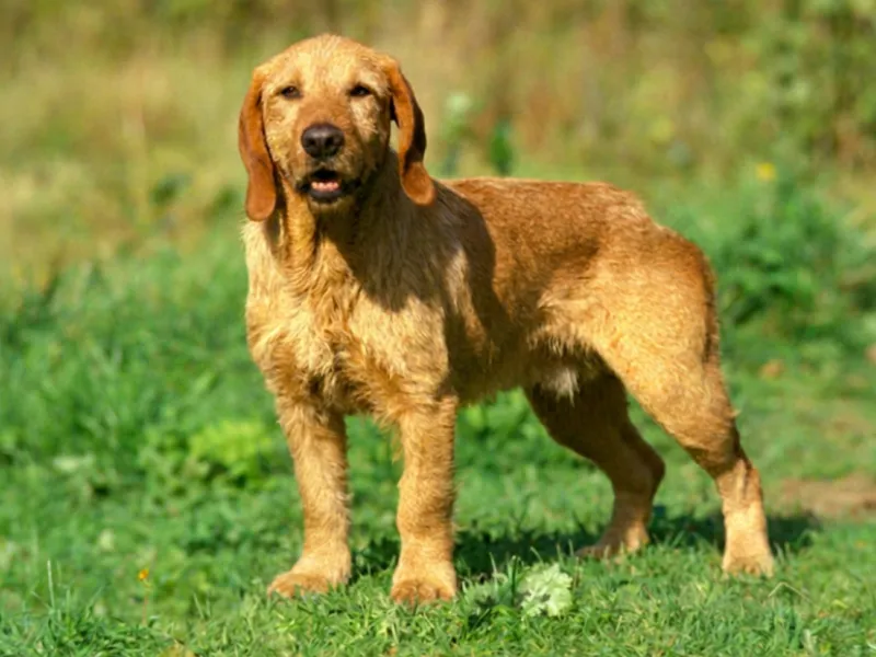 Basset Fauve de Bretagne standing in the field