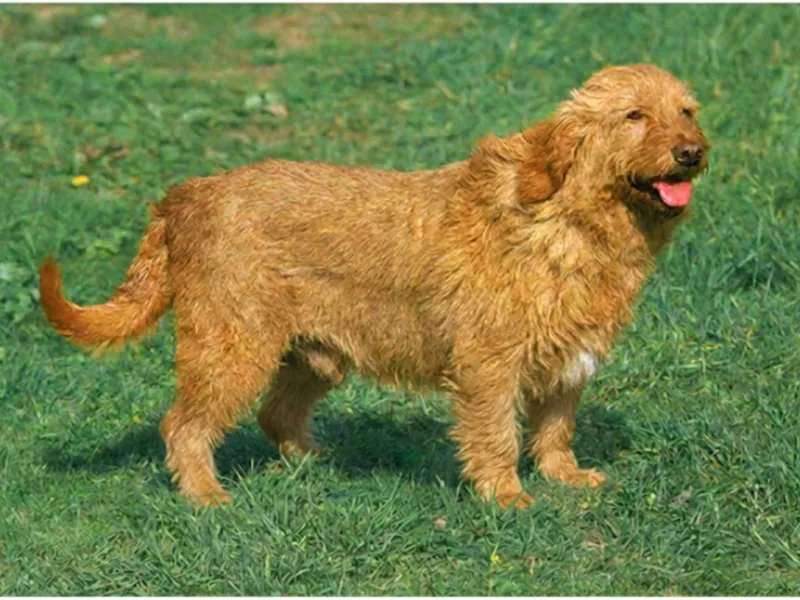 Basset Fauve de Bretagne standing in the grass