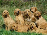 Basset Fauve de Bretagne