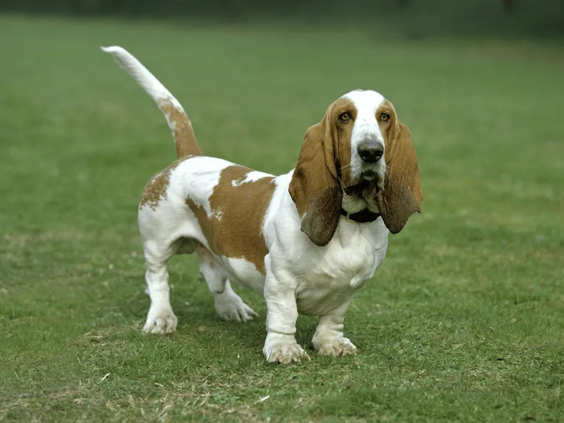 Basset Hound standing in the grass