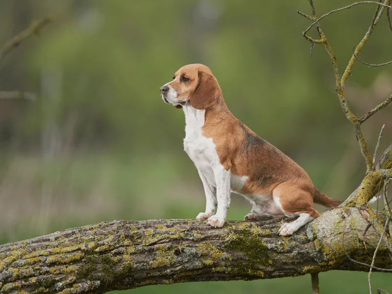 Beagle sitting on a log