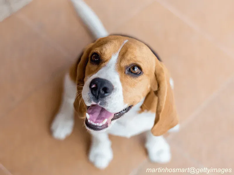 Beagle puppy sleeping