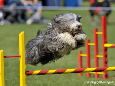 Bearded Collie