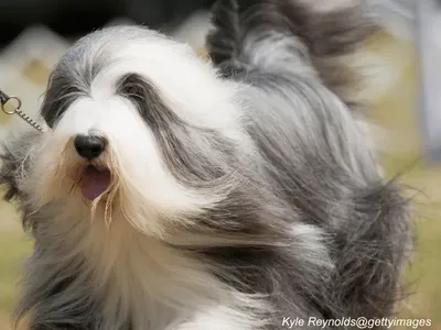 Bearded Collie