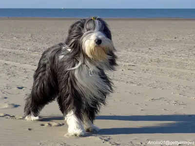 Bearded Collie