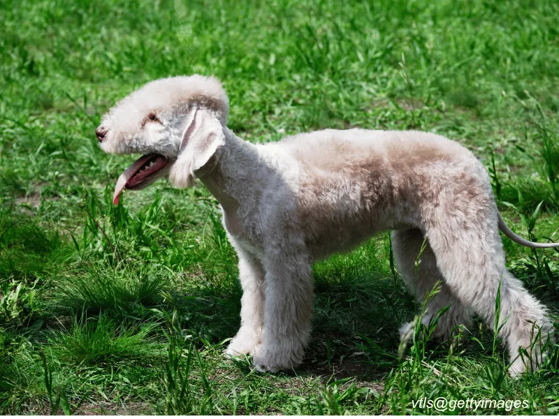 Bedlington Terrier
