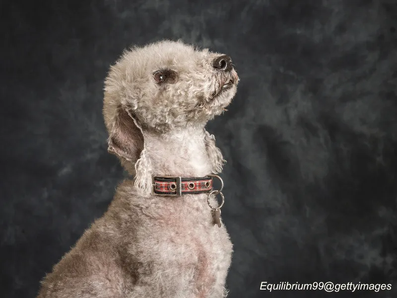 Bedlington Terrier