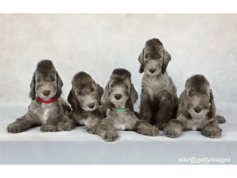 Bedlington Terrier