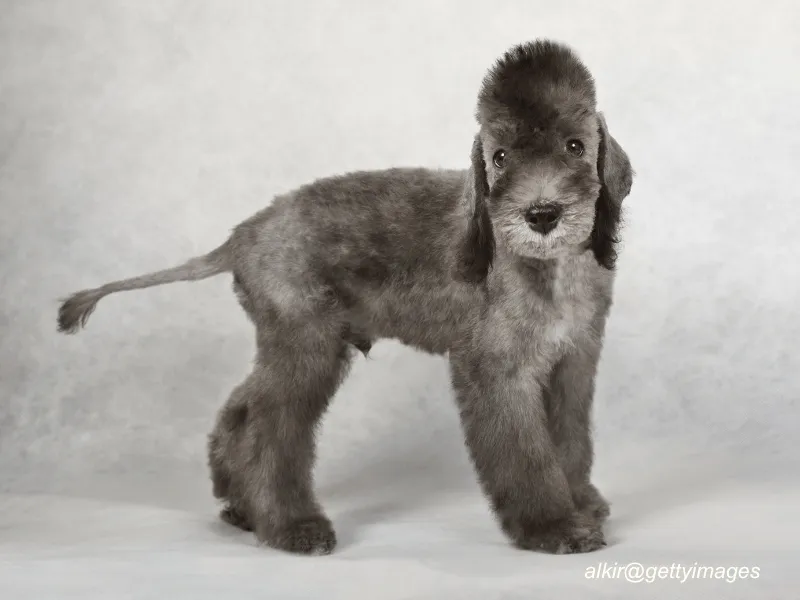 Bedlington Terrier