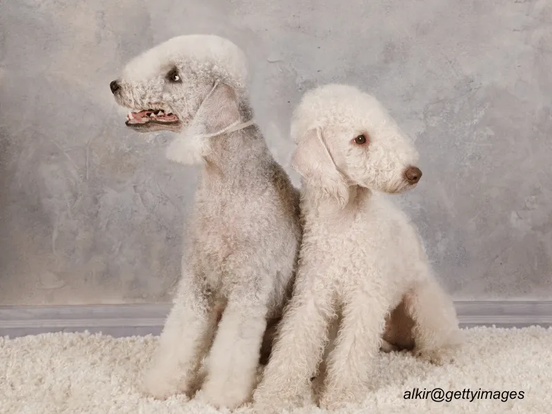 Bedlington Terrier