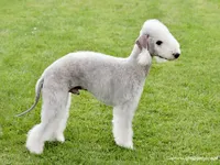 Bedlington Terrier