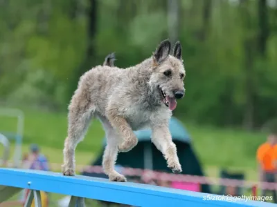 Belgian Laekenois