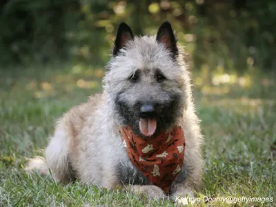 Belgian Laekenois
