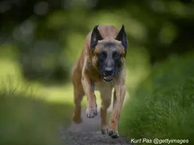 Belgian Malinois