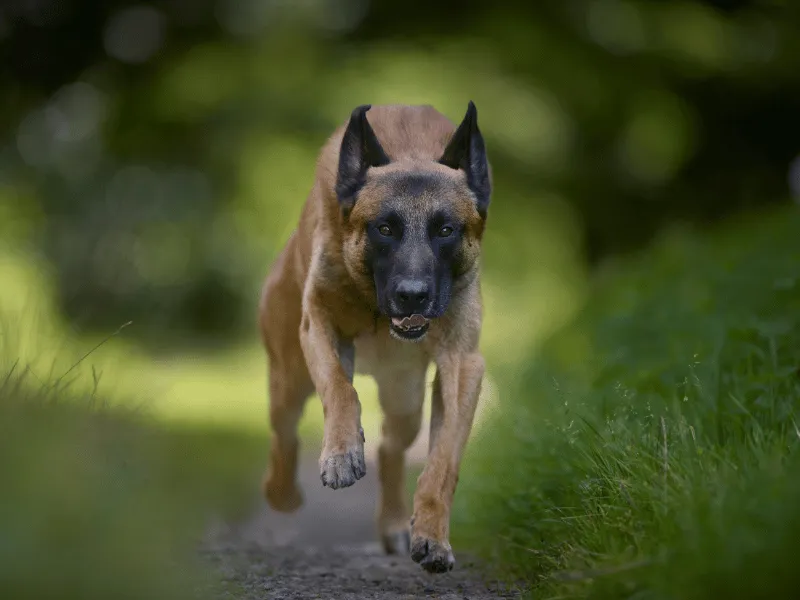 Belgian Malinois running