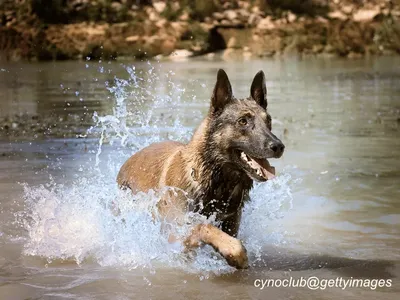 Belgian Malinois