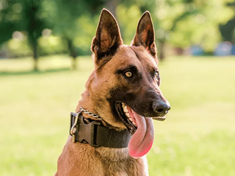 Intense Belgian Malinois