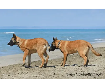 Belgian Malinois