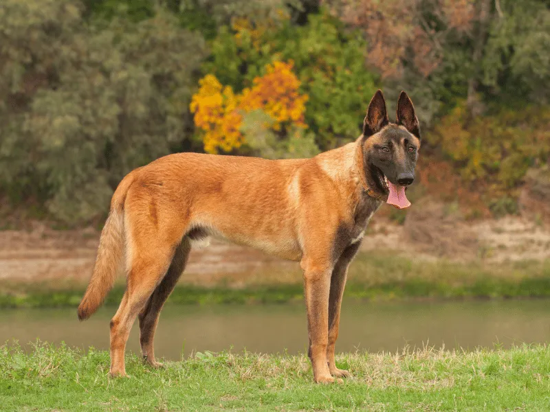 Belgian Malinois standing, side profile