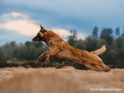 Belgian Malinois