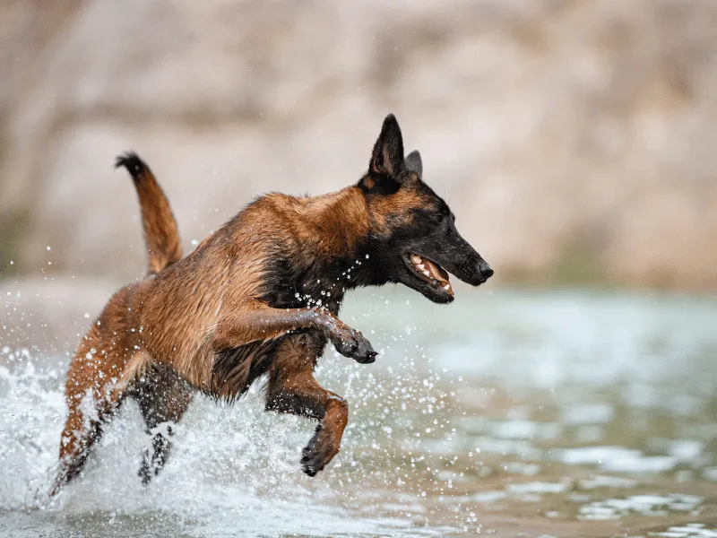Belgian Malinois jumping in the water