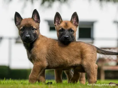 Belgian Malinois