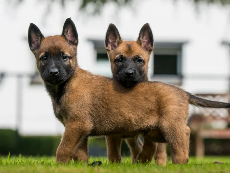 Belgian Malinois puppies