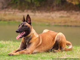 Belgian Malinois - Military Working Dog