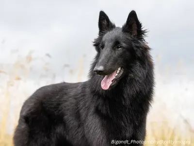 Belgian Sheepdog