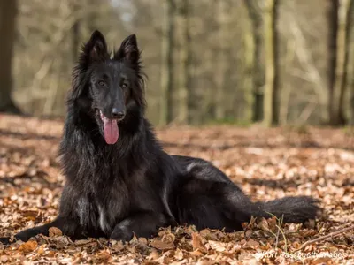 Belgian Sheepdog