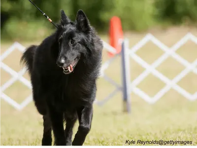 Belgian Sheepdog
