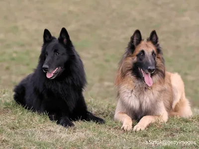 Belgian Sheepdog & Belgian Tervuren