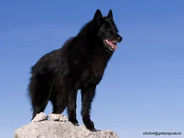 Belgian Sheepdog - Intelligent & Vigilant Herder