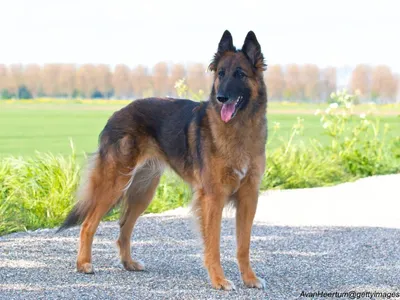 Belgian Tervuren