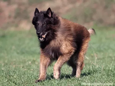 Belgian Tervuren