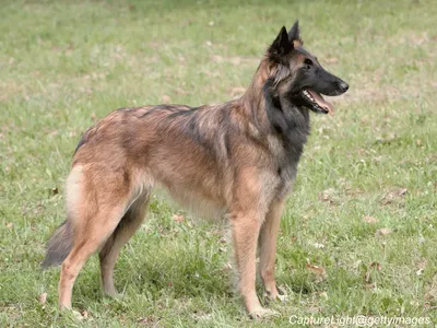 Belgian Tervuren