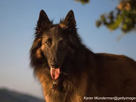 Belgian Tervuren - Elegant & Versatile Working Dog