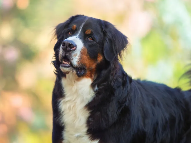 Bernese Mountain Dog