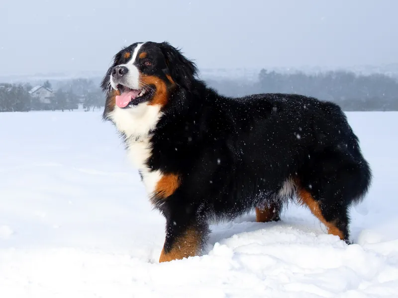 Bernese Mountain Dog