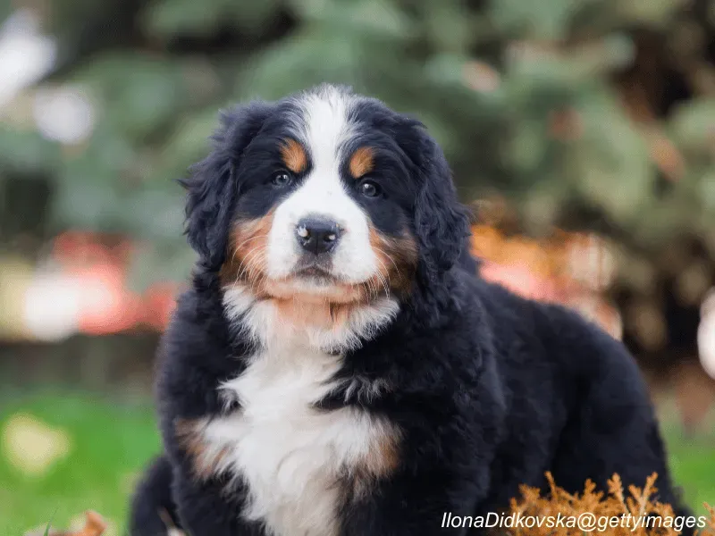 Bernese Mountain Dog