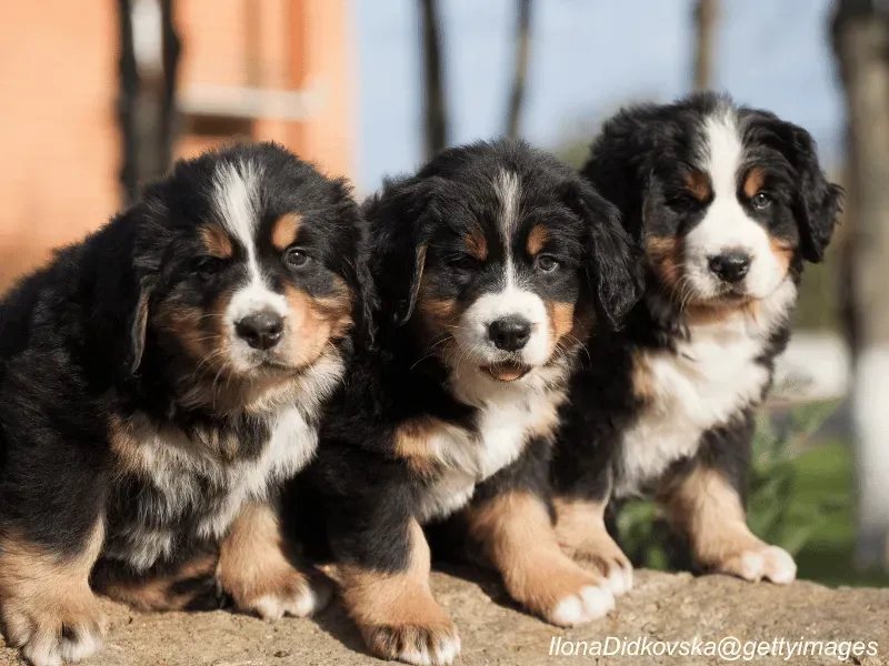 Bernese Mountain Dog
