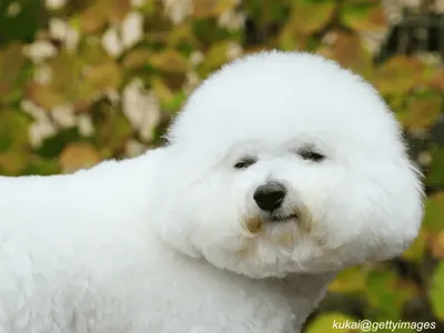 Bichon Frise sitting on grass