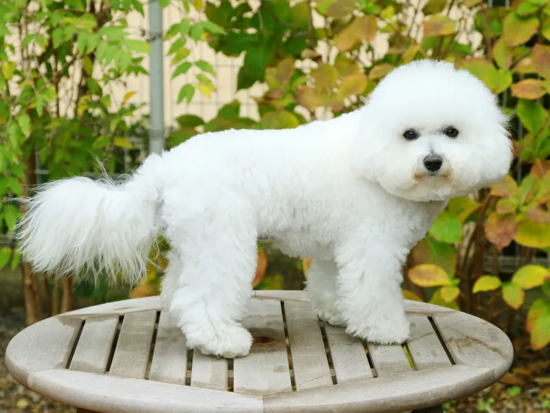 Bichon Frise standing outside