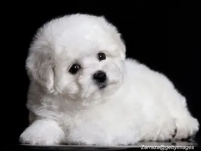 Bichon Frise puppy
