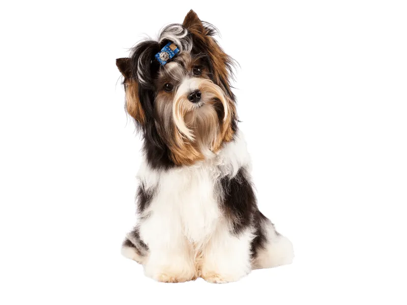 Biewer Terrier with a happy, alert expression