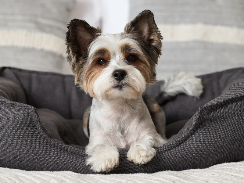 Biewer Terrier puppy with a playful expression